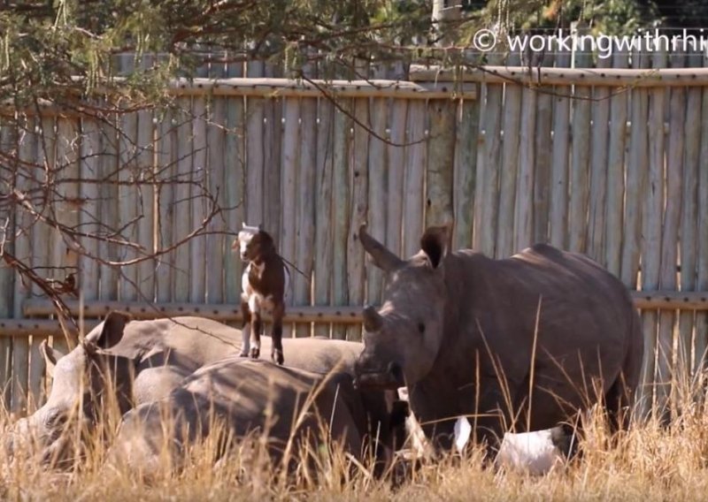 Nestašne koze skaču po nosorozima