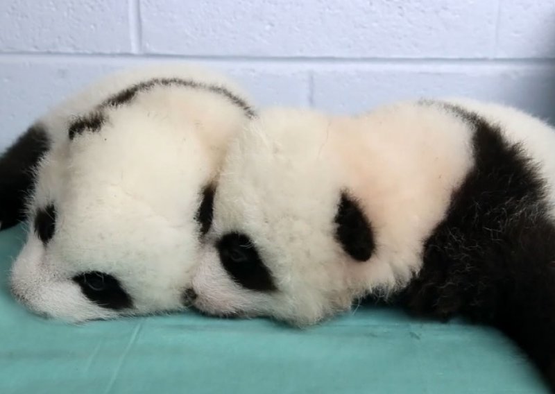 Evo kako izgleda prvih 100 dana slatkih panda