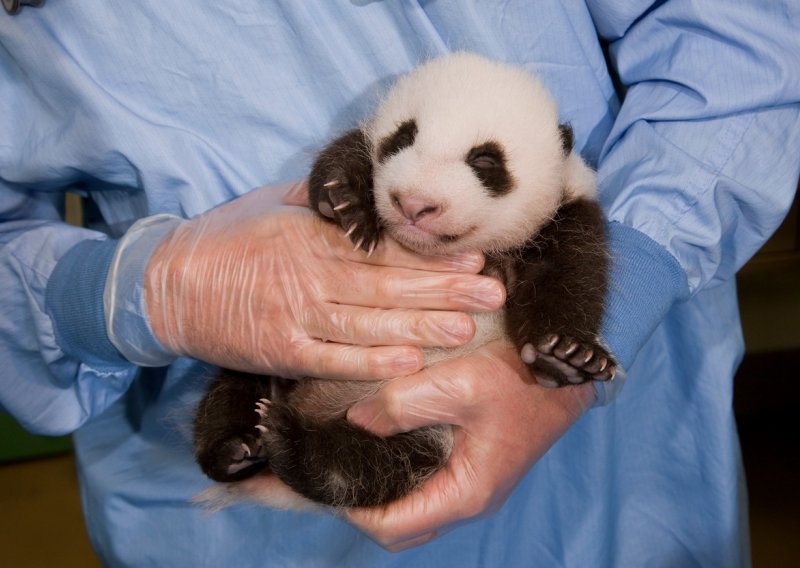 Pogledajte prekrasno rođenje pande