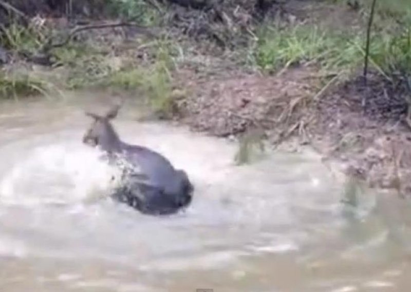 Šokantna snimka klokana koji pokušava utopiti psa