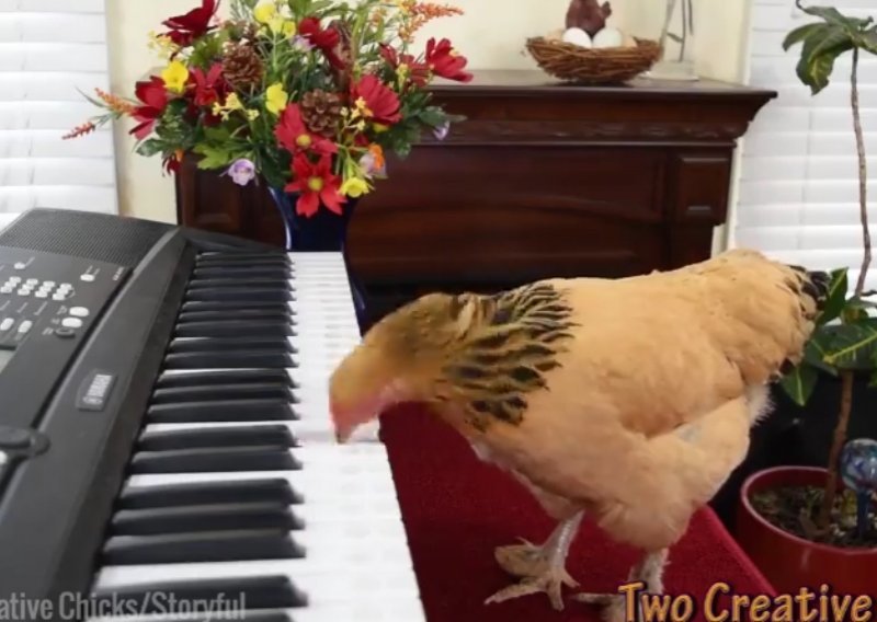 Puno se kokoši bavi glazbom, ali malo ih je darovitih poput ove