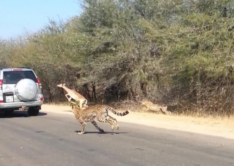 Antilopa u trku uletjela turistima u auto