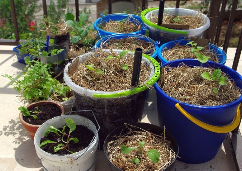 Kako uzgojiti tikvice, rajčice ili paprike na balkonu?