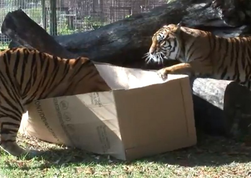 I divlje mačke obožavaju kartonske kutije