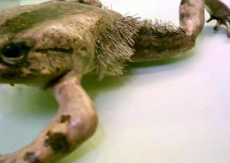 Bizarna žaba vlastite kosti pretvara u oružje