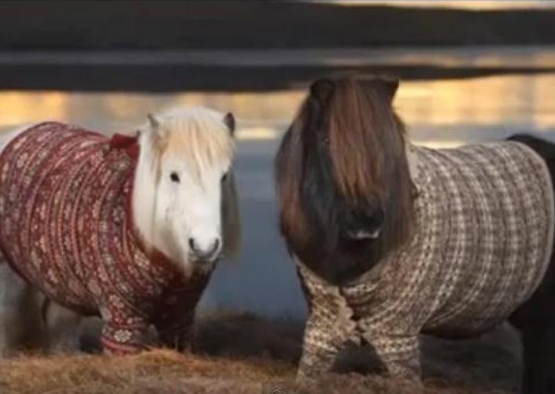 Sirotim ponijima obukli vunene džempere