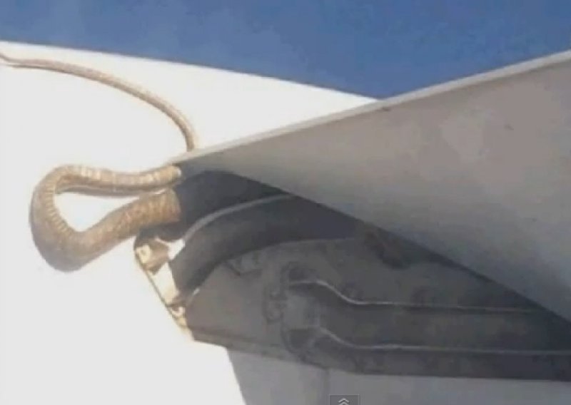 Zmija od tri metra na avionu izbezumila putnike