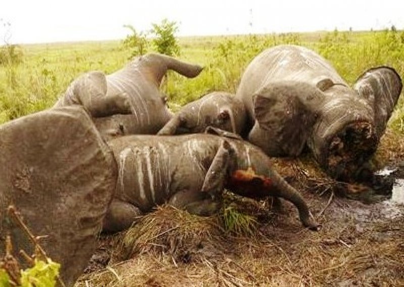 Potamanili cijelu obitelj slonova