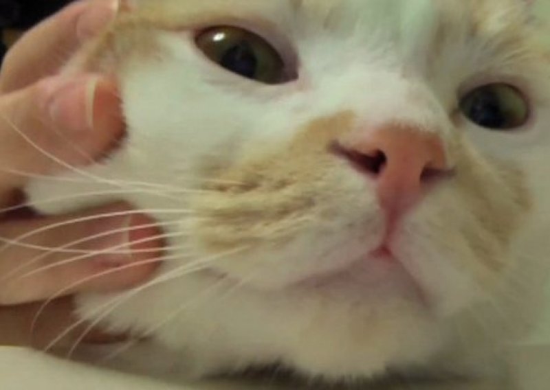 Upoznajte mačku koja stvarno voli masažu glave