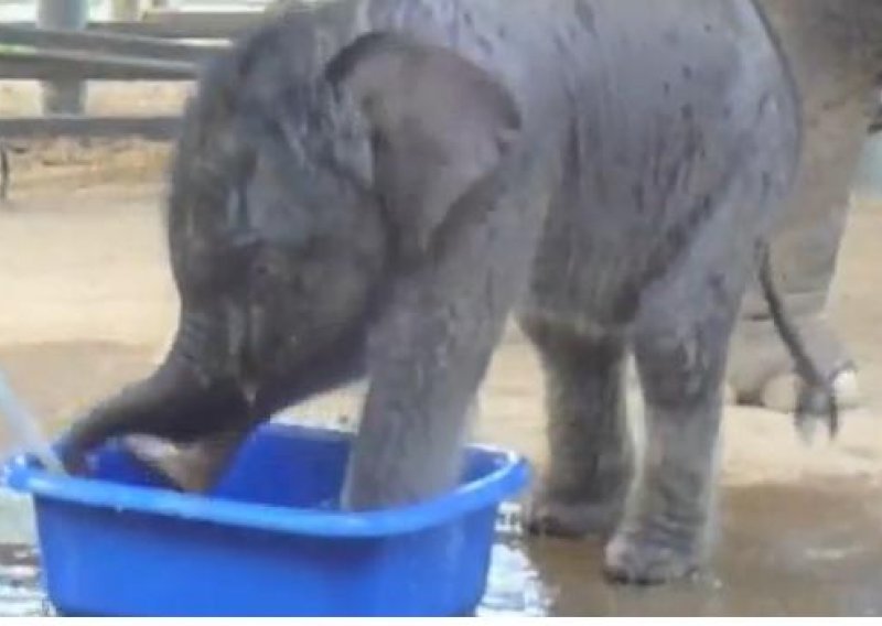 Pogledajte bebu slona na prvom kupanju!