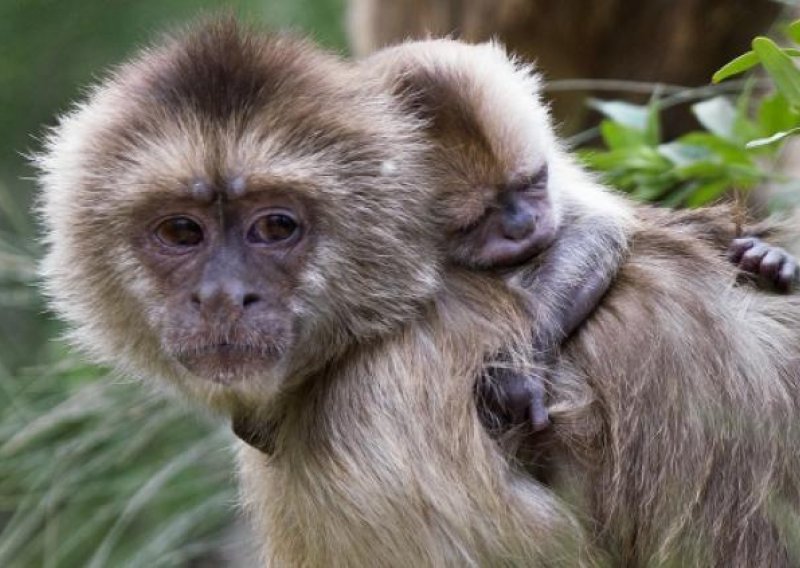 Britanska domaćica tvrdi da su je odgojili majmuni