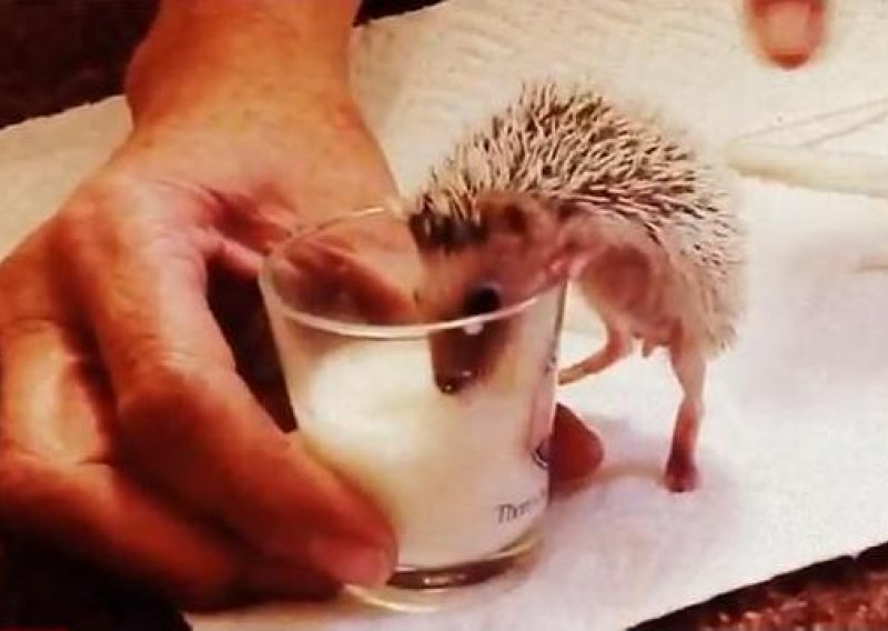 Beba ježica pije iz čaše k'o velika