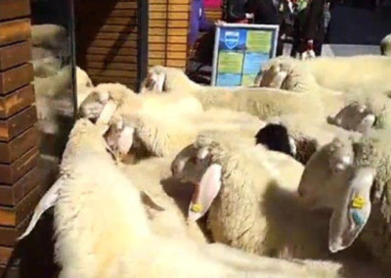 Ovce navalile u dućan na rasprodaju