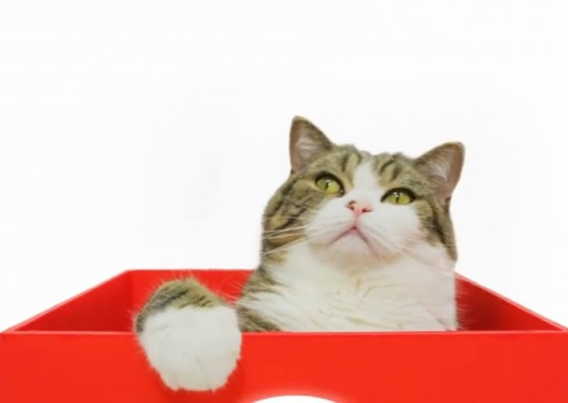 Mačak Maru postao zvijezda reklame