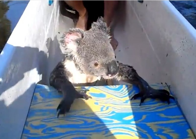 Koala iznenadila kanuiste doplivavši do čamca