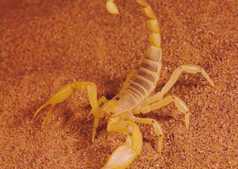 Sve o opasnim škorpionima