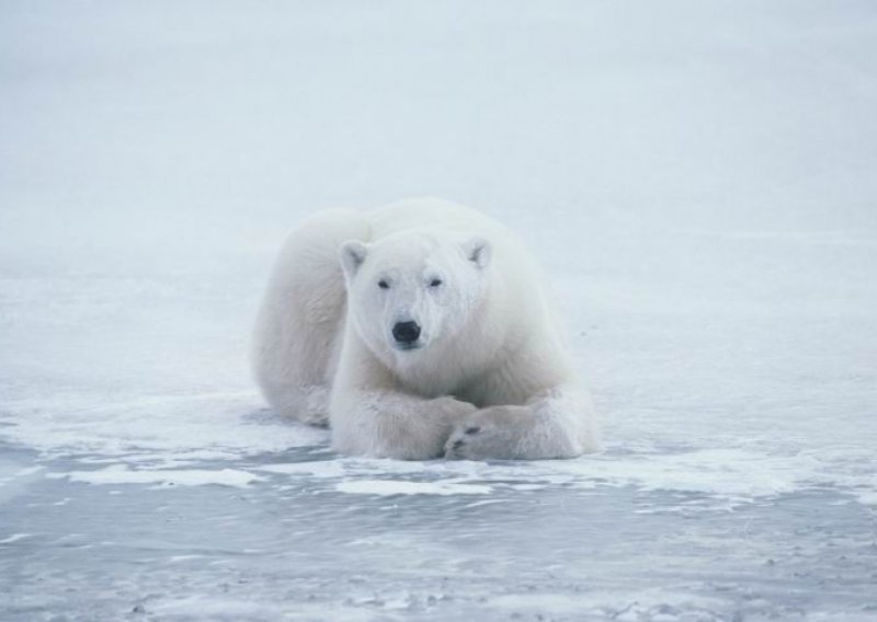 Preživio na santi leda s polarnim medvjedima