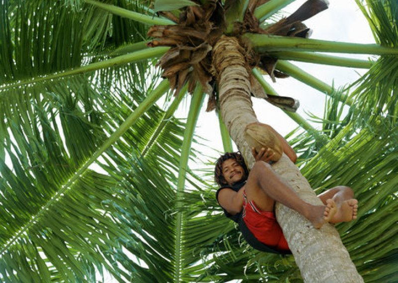Indija u lovu na stroj za branje kokosovih oraha
