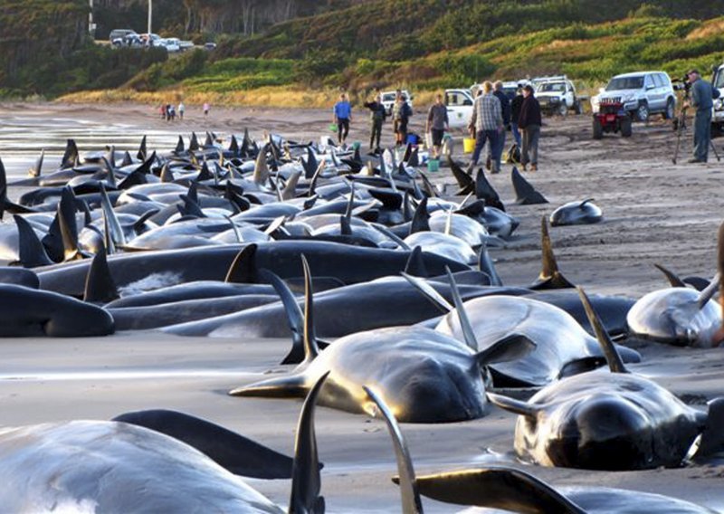 More izbacilo 200 kitova kod Australije