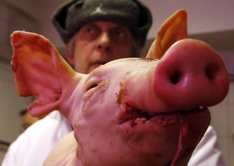 U Kanadi čovjek gripom zarazio svinje
