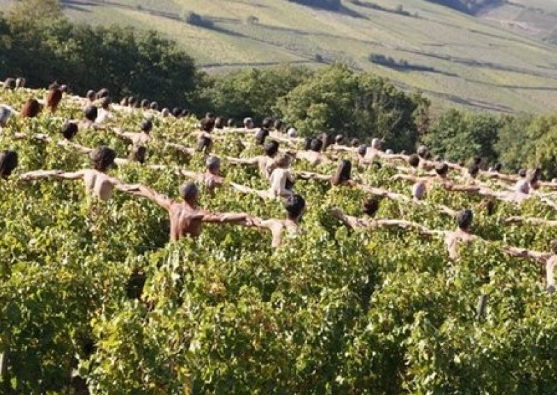 Sedamsto ljudi golo u vinogradima