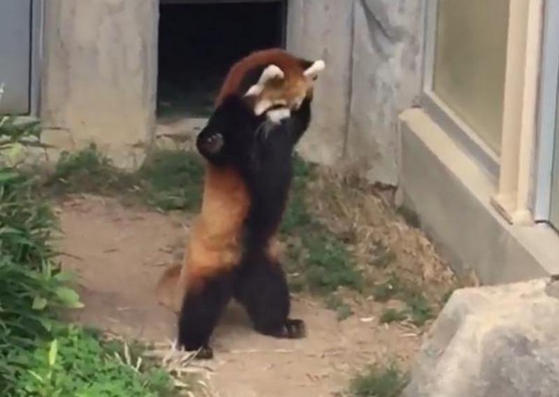 Crvena panda posvađala se s kamenom na putu