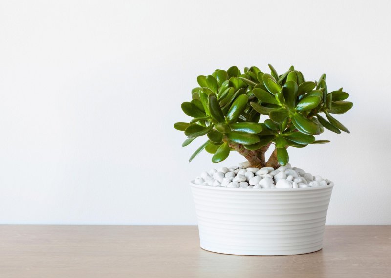 Lijepe i korisne: Sobne biljke uz koje ćete imati i čišći zrak