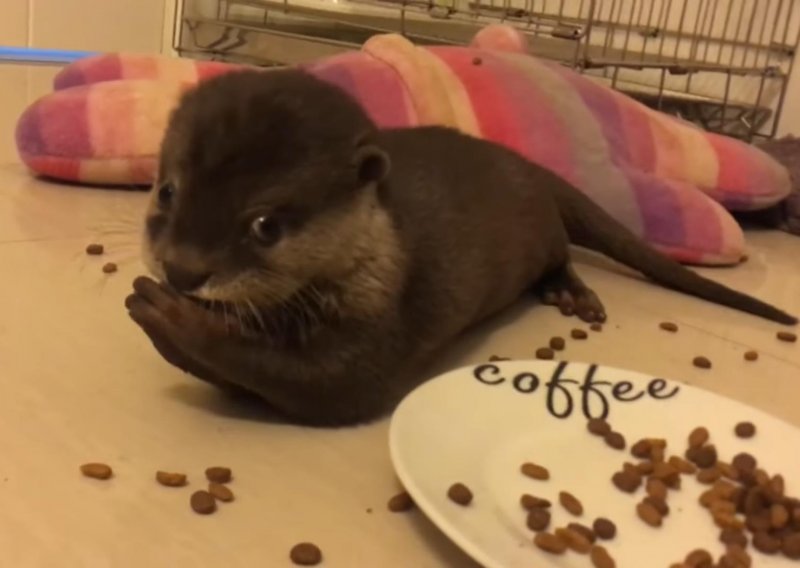 Slatka vidra ima svoju verziju jutarnje kave