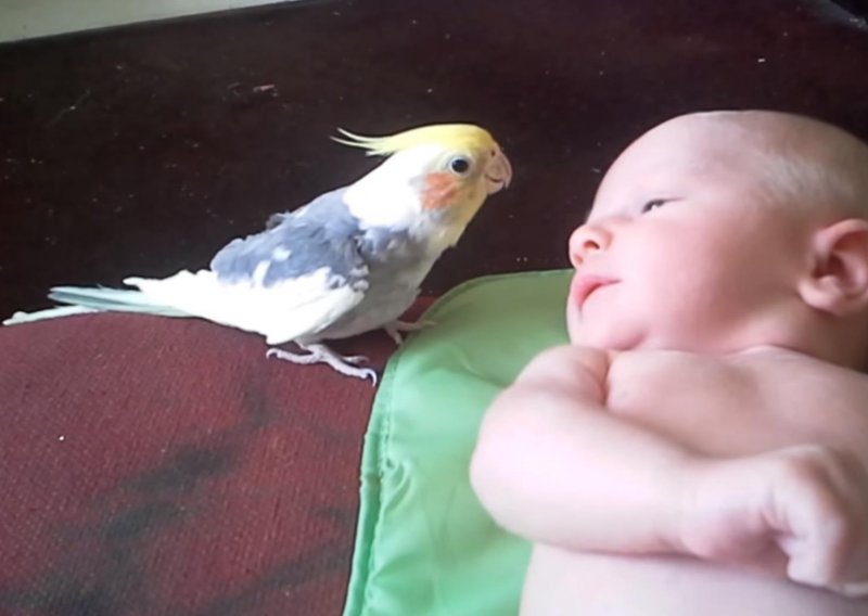 Slatki papagaj uspavljuje bebu