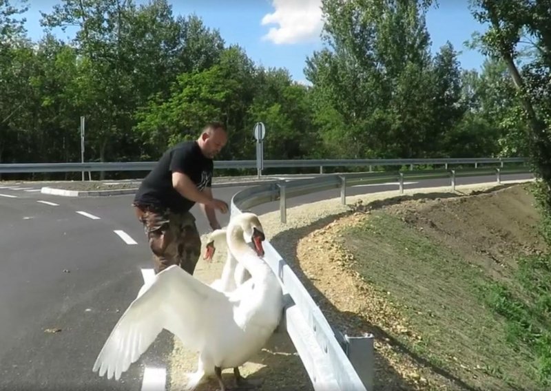 Zabrinuti ljudi pomogli labudovima do vode