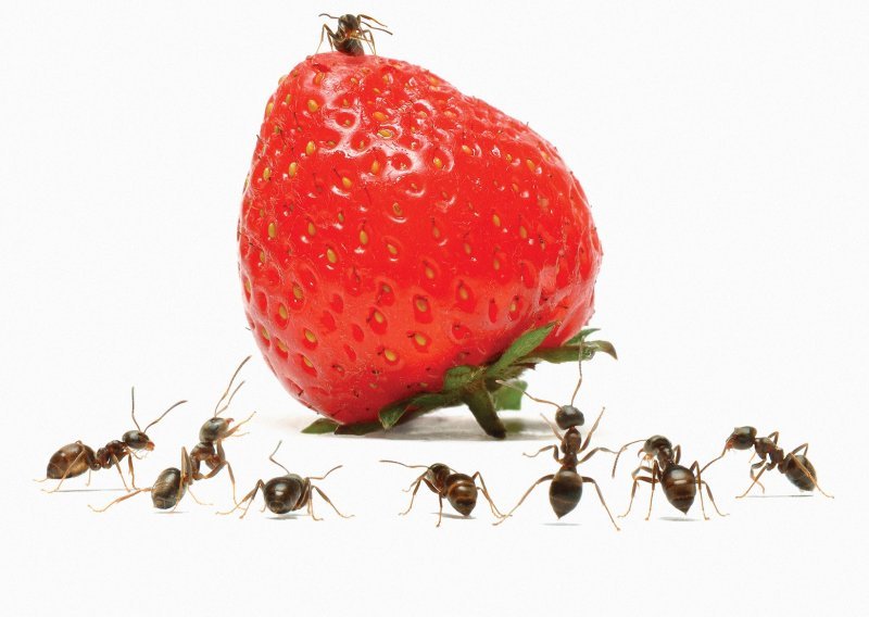 Borite se s invazijom mrava u kući? Ovako ćete ih se riješiti na prirodan način