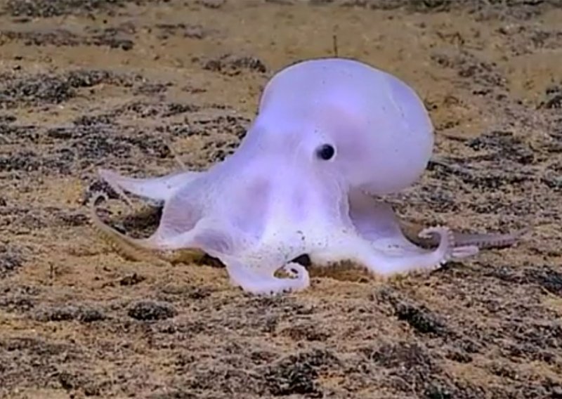 Na dnu oceana otkrivena hobotnica nalik na Caspera