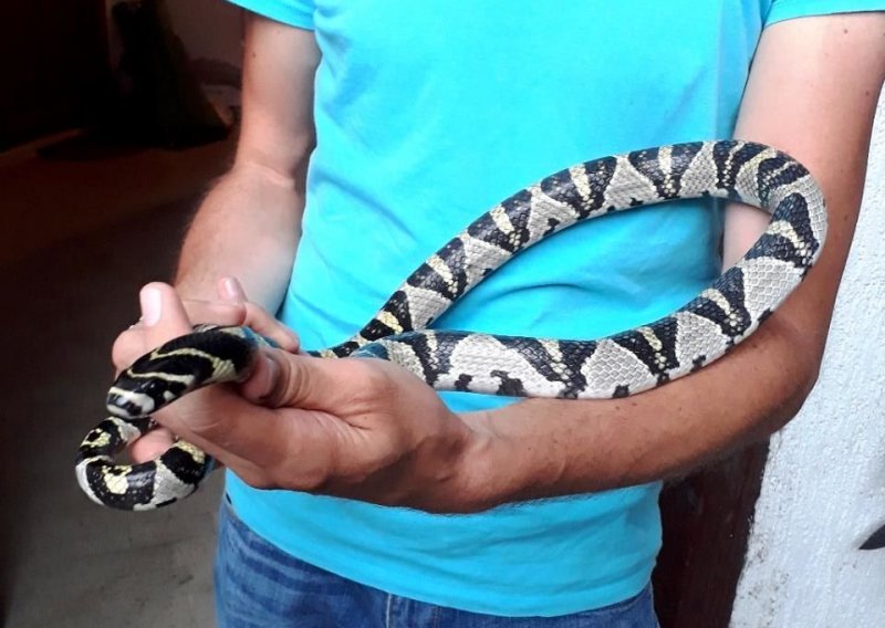 Odbjegla tropska zmija pronašla novi dom u Zagrebu, vlasnici dvorišta ulovili je sami