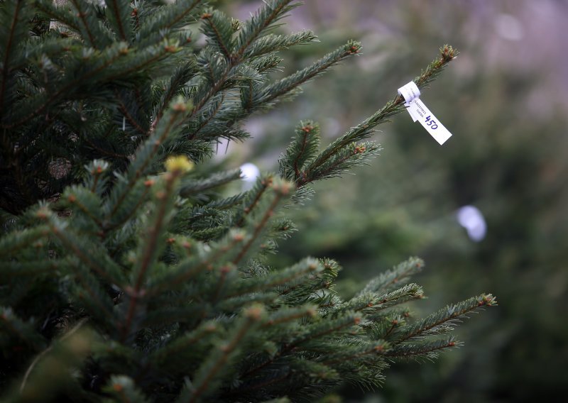 Prodaja božićnih drvaca je započela; što se nudi i po kojim cijenama