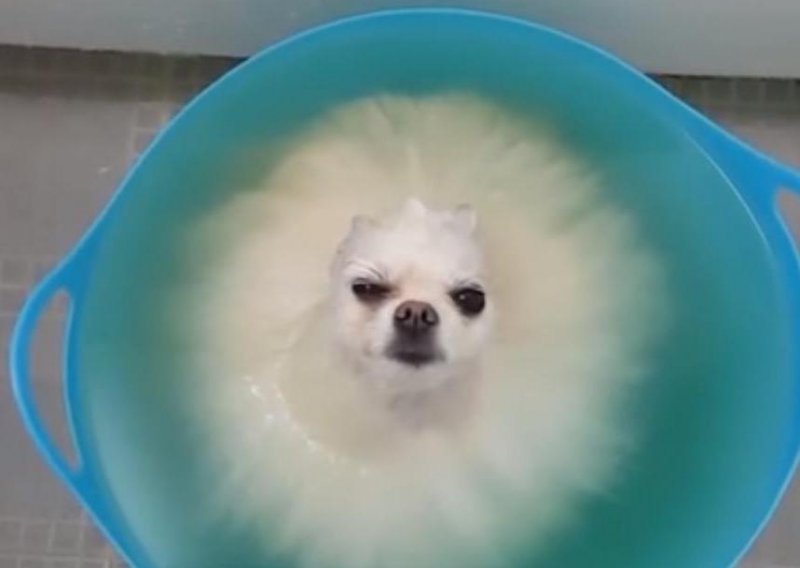 Kupanje ovog psića pretvara u slatki oblak