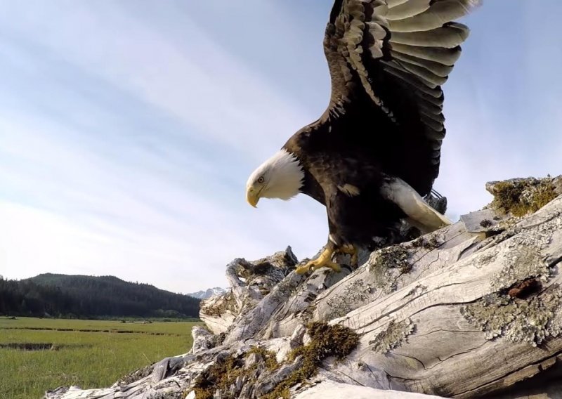 Htio je snimati bjeloglavog orla, no ovaj mu je oteo kameru