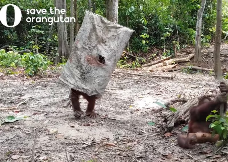 Nema nikakve sumnje - mali orangutani su neodoljivi!