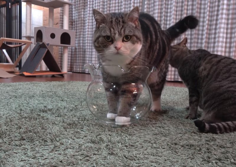 Hoće li se mačak Maru uspjeti smjestiti u akvarij?
