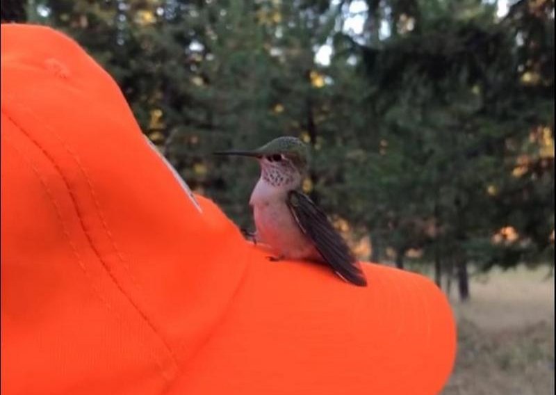Kolibrić pokušava jesti iz lovčeve kape