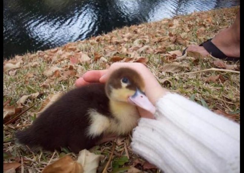 Upoznajte patka koji misli da je čovjek