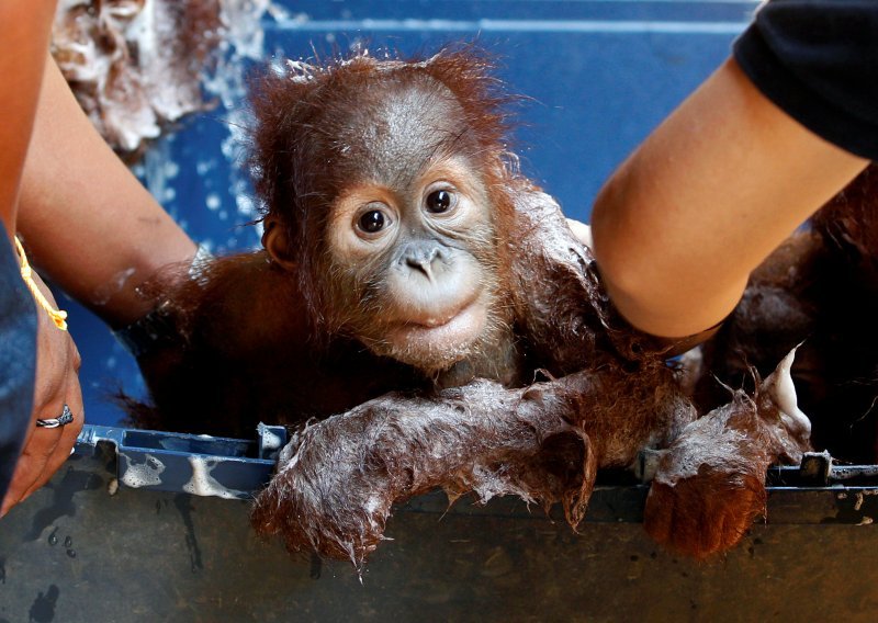 Mali orangutani spoznali da postoje i dobri ljudi