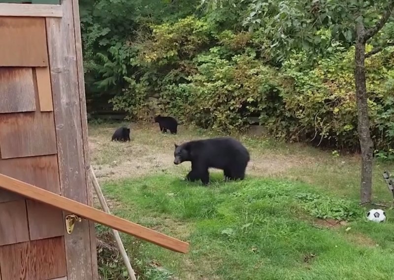 Evo što napraviti kad u dvorištu zateknete medvjeda