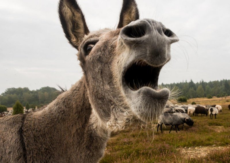 Neregistrirani magarac ugrizao auto, štetu plaćaju vlasnici životinje