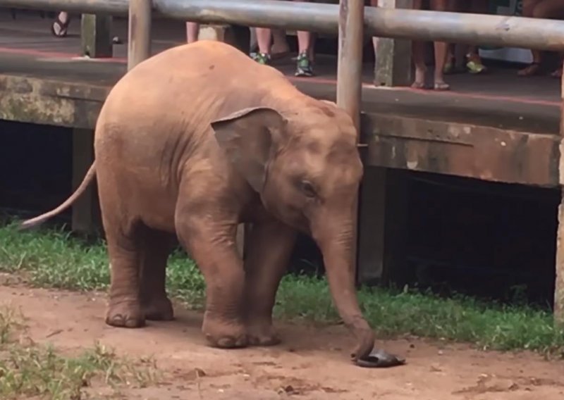 Neodoljivi slonić pokušava obuti čuvarovu sandalu