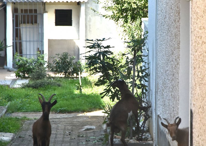 Turističko naselje u Istri spopale izgladnjele životinje: Psi napadaju ljude!
