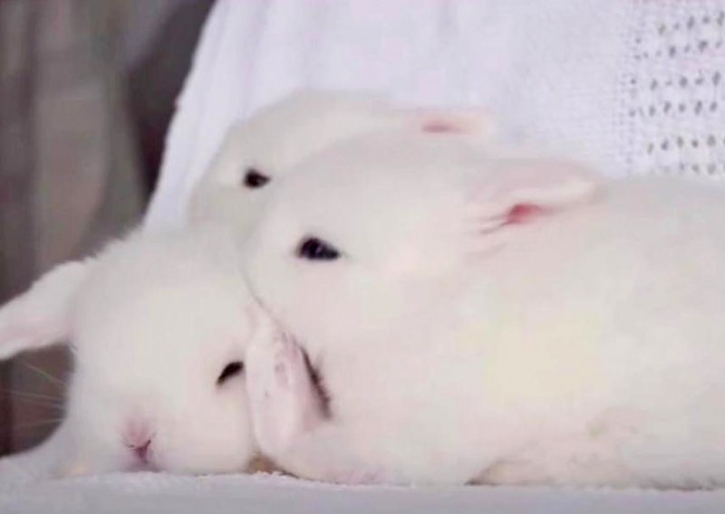 Bijeli zečići savršeni su za dobro raspoloženje