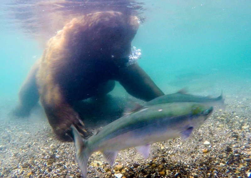 Ruski medvjedi bave se podvodnim ribolovom