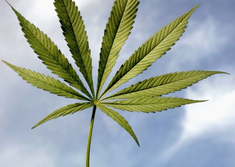 Aljaska legalizirala marihuanu