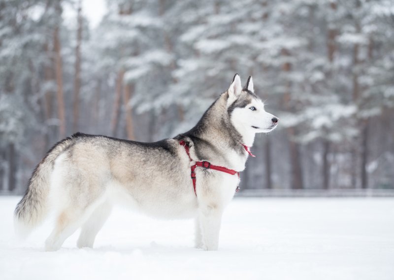 Je li sibirski haski pravi pas za vas?