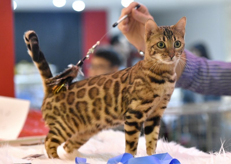Pogledajte ljepotice s ovogodišnje Međunarodne izložbe mačaka